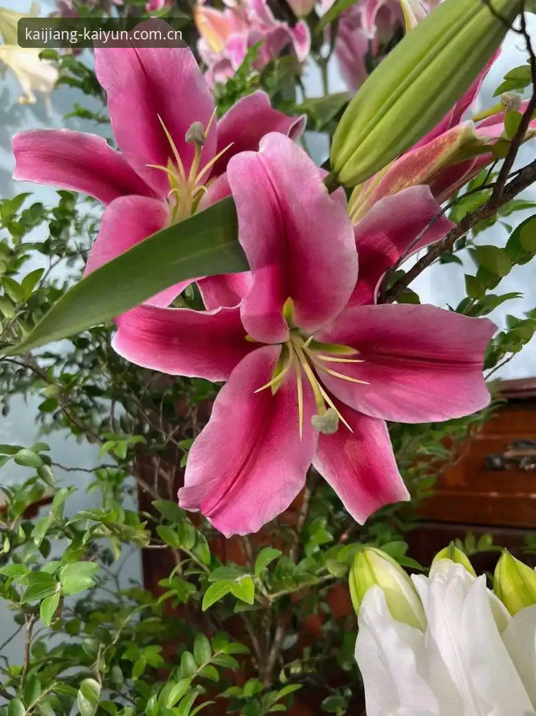 帕拉蒂奇布阵紫百合：米雷蒂交易背后的逻辑与平台体验深度评测